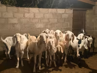 Ziege, Beetal goats — Foto 1