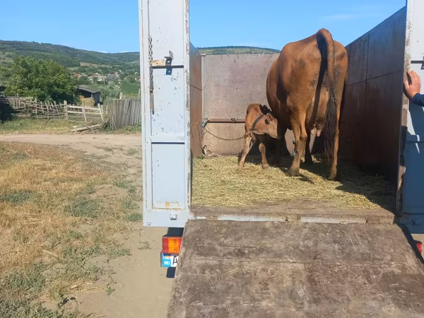 Kuh, Simmental cattle