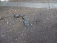 Japanisches Bantam — Foto 4