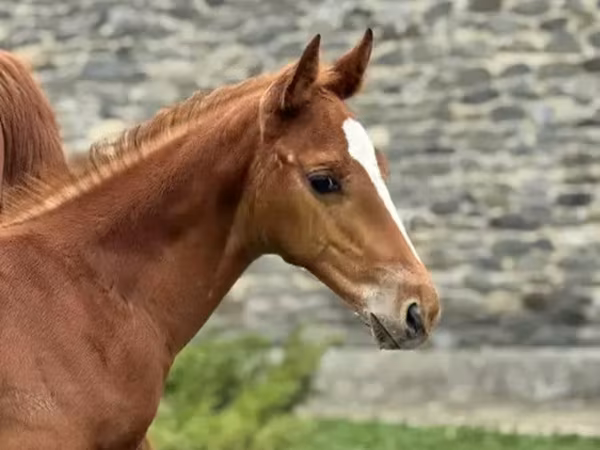 Horse (M), Anglo-Arabian