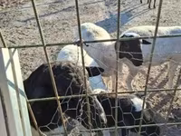 แกะตัวผู้, Dorper sheep — รูปภาพ 1