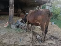 วัวตัวเมีย, Swiss cattle — รูปภาพ 1