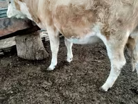 Krava, Simmental cattle — foto 2