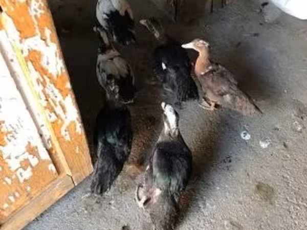 Ducks — Hungary