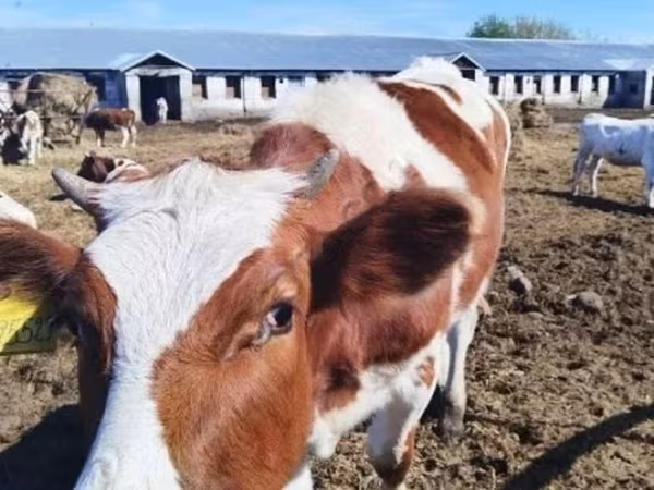 Bò cái, Giống Holstein — Nga