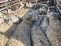 Sheep, Sheep — photo 1