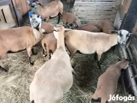 Schaap, Cameroon sheep — foto 1