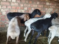 Cừu đực, Hissar sheep — ảnh 6