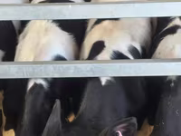 گاو نر, Russian Black pied cattle — عکس 8