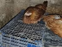 Chickens — ፎቶ 3