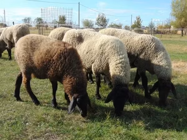 Хонь, Tsigai sheep