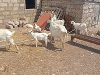 بز ماده, Toggenburg goat — عکس 7