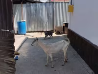 بز ماده, بز — عکس 2