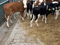 گاو نر, Simmental cattle — عکس 1