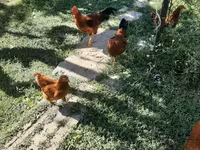 Chickens — fotografija 4