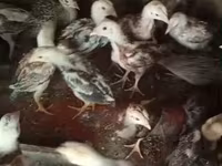 Chickens — Foto 1