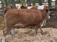 گاو ماده, Simmental cattle — عکس 5