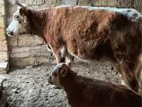 İnək, Latvian Blue cattle — foto 3