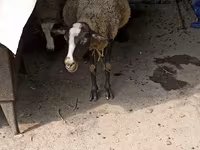 Ovce, Romanov sheep — foto 4