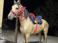 Aygır, Kazakh horse — foto 1