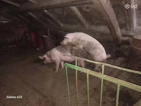 Мэгж, Гахай