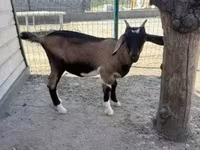 ወንድ ፍየል, Goats — ፎቶ 5