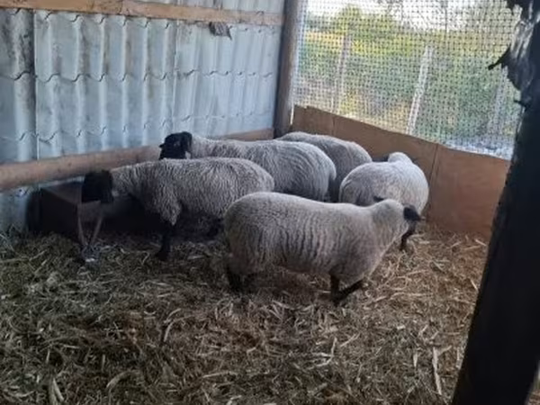 Πρόβατο, White Suffolk sheep