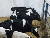 گاو نر, Russian Black pied cattle — عکس 2