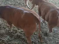 Toro, Simmental cattle — foto 4