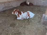 گاو نر, Simmental cattle — عکس 8