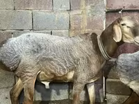 Ovan, Edilbay sheep — fotografija 3