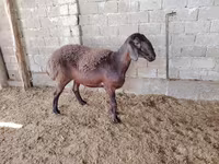 Pecore (lotto, sesso non specificato), Blackheaded Persian sheep — foto 4