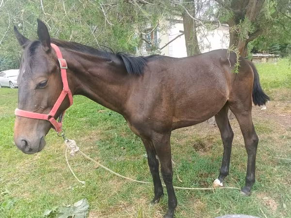 Horse (M), Kuznetsk Horse — Kyrgyzstan