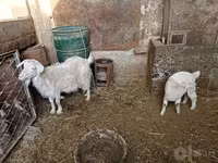 Kambing betina, Goats — foto 5