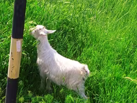 Буз, Saanen goat — акс 3