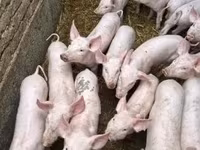 Prasata (šarže, pohlaví neuvedeno), Prasata — foto 2