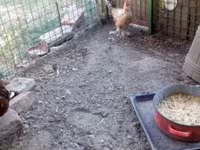 Chickens — عکس 2