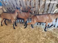 Koza, Alpine goat — zdjęcie 2