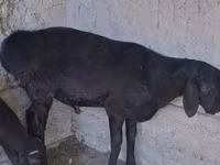 قوچ, گوسفند — عکس 2