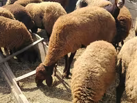 Pecora, Pecore — foto 1