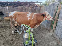 گاو ماده, Simmental cattle — عکس 2