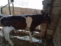 گاو نر, گاو — عکس 1