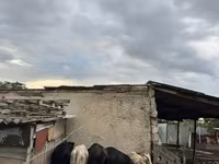 Toro, Bovini — foto 1