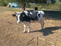 Kuh, Russian Black pied cattle — Foto 2