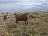 Cow, Cattle — photo 5