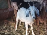 بز ماده, بز — عکس 5