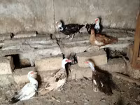 Ducks — عکس 2