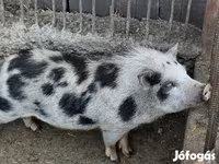 Kanec, Вьетнамская вислобрюхая — foto 1