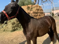 Kůň, Horse breed — foto 2