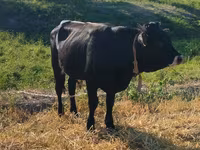 วัวตัวผู้, Swiss cattle — รูปภาพ 3